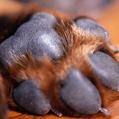 Sujeto agrede a perrito en Huejotzingo, Puebla: qué se sabe hasta el momento y últimas noticias