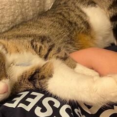 Día Internacional del gato, ¿por qué se celebra este 8 de agosto?