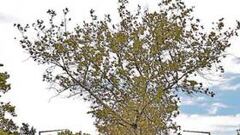 Australia acoge por primera vez el inicio del ProTour