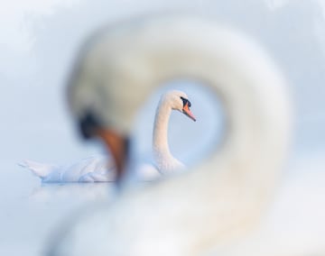 Categoría: Mejor retrato. GANADOR DEL PREMIO DE PLATA.
La fotografía muestra a dos cisnes mudos en su lugar habitual, acicalándose a la luz, era una mañana fresca y la niebla descendía lentamente, creando un suave resplandor matutino. Después de muchos intentos, un cisne nadó hasta el lugar perfecto. creando esta imagen maravillosa.
