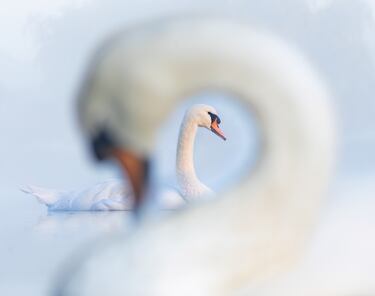 Categoría: Mejor retrato. GANADOR DEL PREMIO DE PLATA.
La fotografía muestra a dos cisnes mudos en su lugar habitual, acicalándose a la luz, era una mañana fresca y la niebla descendía lentamente, creando un suave resplandor matutino. Después de muchos intentos, un cisne nadó hasta el lugar perfecto. creando esta imagen maravillosa.
