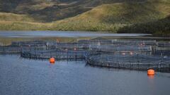 Dos empresas chilenas innovan en la creación de empaques biodegradables para filete fresco