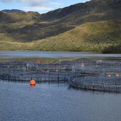 Dos empresas chilenas innovan en la creación de empaques biodegradables para filete fresco