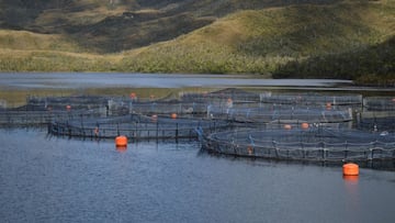 Dos empresas chilenas innovan en la creación de empaques biodegradables para filete fresco