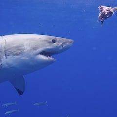 Un tiburón blanco decapita a un buceador