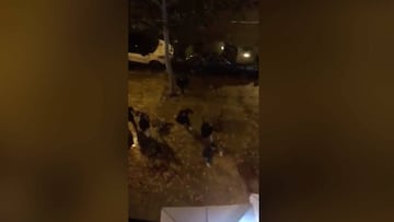 Batalla campal, organizada por Whatsapp, entre ultras del Betis y del Sevilla