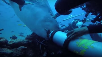 Steven Sim, de un grupo de buceo que fueron a nadar entre tiburones en las islas Fiji, en 2019. En concreto en lo que llaman Cathedral Dive Site, en Beqa Lagoon.