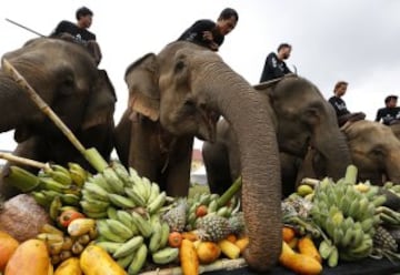 Varios elefantes comen antes del comienzo del torneo de polo con elefantes.