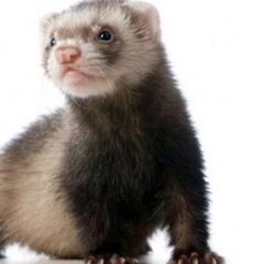 Nuevas evidencias sobre la transmisión: se contagia entre hurones de laboratorio