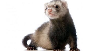 Nuevas evidencias sobre la transmisión: se contagia entre hurones de laboratorio