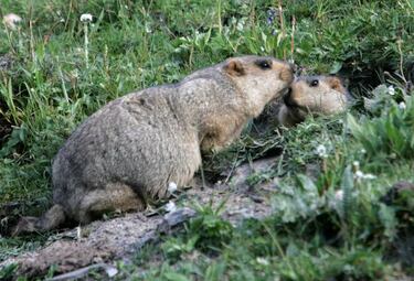 What is the bubonic plague, its symptoms and how it spreads?