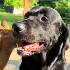 Un adorable labrador negro se cruza con ‘Bambi’ y su amistad eterna conmueve internet: “Se hacen amigos de casi cualquier cosa”