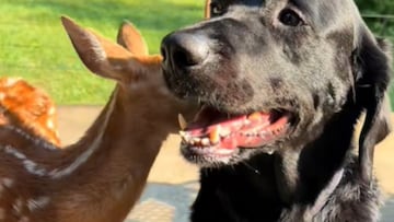 Un adorable labrador negro se cruza con ‘Bambi’ y su amistad eterna conmueve internet: “Se hacen amigos de casi cualquier cosa”