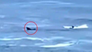 Tiburón cobre en D’Estrees Bay, Kangaroo Island, South Australia.