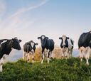 Vacas lecheras y ‘eléctricas’. Así generan estos animales energía verde