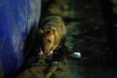 Coronavirus: what have been the worst pandemics and epidemics in history?