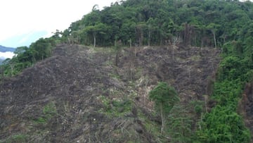 Primer imputado por deforestación en Colombia: quién ha sido y cuál podría ser la pena
