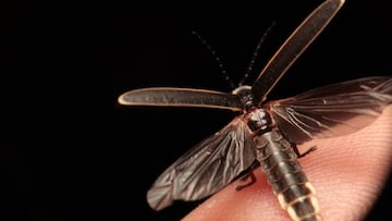 Un virus VIH inactivo y la prote¨ªna lum¨ªnica de luci¨¦rnagas, nuevas armas contra la COVID-19