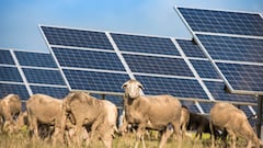 Meten 1.700 ovejas en medio de paneles solares y el comportamiento inesperado de los animales sorprende a los cient¨ªficos