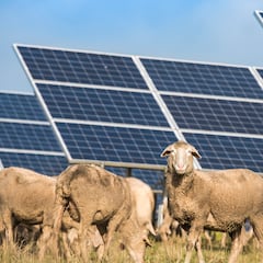 Meten 1.700 ovejas en medio de paneles solares y el comportamiento inesperado de los animales sorprende a los científicos