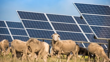 Solar panels with sheep