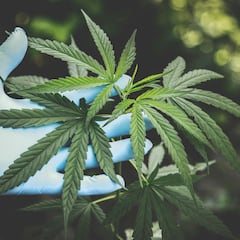 Alemania legaliza el consumo de cannabis