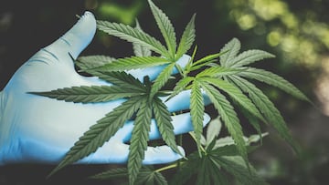 Alemania legaliza el consumo de cannabis