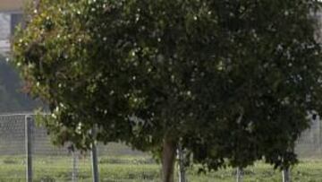 <b>PRIMER DERBI. </b>Marcelino García Toral disputará el próximo sábado su primer derbi. Y lo hará en el banquillo visitante, donde ya se ha sentado en más de una ocasión. Para tan importante cita, el asturiano ha preparado una semana de trabajo a puerta de cerrada. Ahí dará sus claves a los jugadores para ganar el derbi.