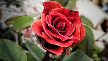 The link between romantic love and red roses dates back to Greek mythology, but why have they remained so central in modern celebrations.