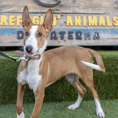 Las razas de perros más cariñosos: ¿cuáles son y cómo se comportan?