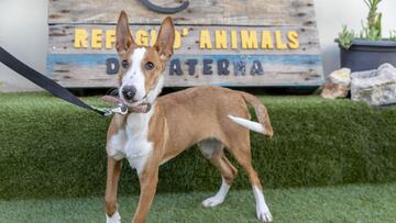 Uno de los animales del refugio de Paterna
AYUNTAMIENTO DE PATERNA
(Foto de ARCHIVO)
26/11/2021