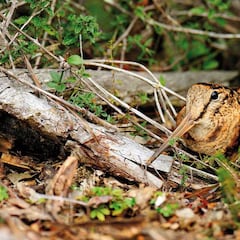 La caza de la becada