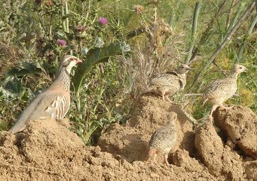 ¡Larga vida a la caza!
