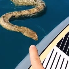 Una serpiente marina gigante se sube a la tabla de un tiktoker y le convierte en viral