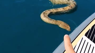 Una serpiente marina se acerca por el mar a una tabla de Stand Up Paddle mientras el chico que va encima la señala con el dedo.