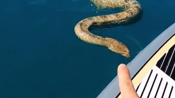 Una serpiente marina se acerca por el mar a una tabla de Stand Up Paddle mientras el chico que va encima la se&ntilde;ala con el dedo. 