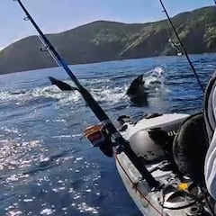 Matt Wells: “No creo que el tiburón me estuviera cazando”