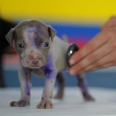 ¿Cuándo es mejor desparasitar a tu perro? Riesgos y precauciones para evitar los insectos