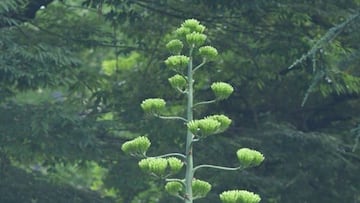 Una planta que florece una vez al siglo empieza a abrir sus flores