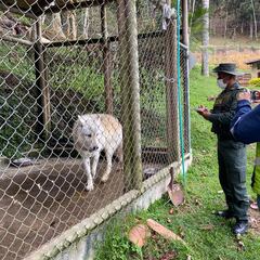 Resuelven el misterio del perro lobo que vieron en Antioquía