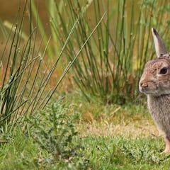 La caza en verano: el descaste