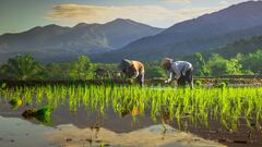 Concern about shortages of this everyday staple: “We don’t know what will happen because of climate change”