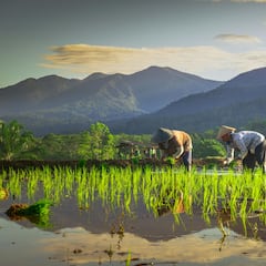 Concern about shortages of this everyday staple: “We don’t know what will happen because of climate change”