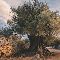 El olivo más antiguo de España fue plantado durante el Imperio Romano: tiene casi 2.000 años y aún sigue dando frutos