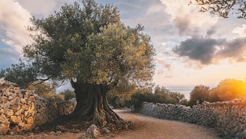 Ancient olive tree in The Olive Gardens of Lun on Pag Island, Croatia. This tree is well over 1000 years old and is surrounded but many others up to 2000+ years old. This is a special place that deserves protecting. It seems the locals are stuggling to do so, tourism is growing on the island and there are concerns that the gardens will be damaged for the construction of vacation homes and hotels.