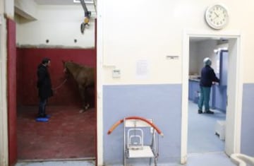 En Veliefendi, Turquía, existe uno de los hospitales equinos más grandes e importantes en el mundo de la hípica. Los caballos reciben todas las atenciones veterinarias necesarias para su correcta recuperación. 
