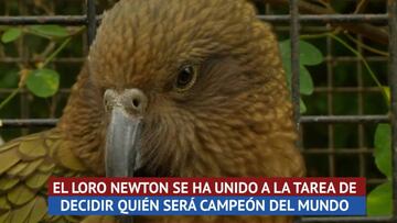 El loro Newton ya tiene a su favorito para ganar el Mundial