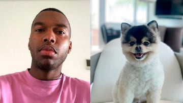 Sturridge no paga el pastizal prometido a la persona que encontró a su perro