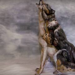 El reto visual de un lobo que ha conquistado las redes sociales