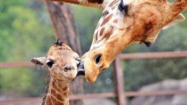 'Jirafifíta' será el nombre de jirafa bebé de Zoológico de Chapultepec